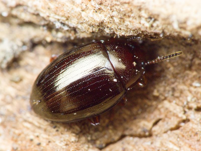 Scaphidema metallicum (Fabricius, 1792)